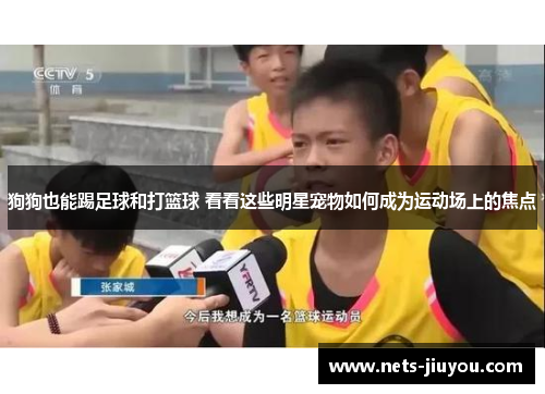 狗狗也能踢足球和打篮球 看看这些明星宠物如何成为运动场上的焦点